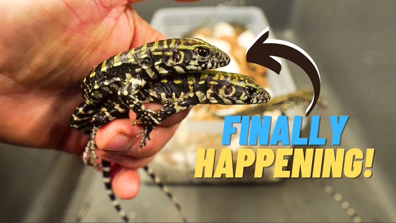 Blue Tegus Hatching! But 7 Eggs Need Cut Open ☹ (Topaz & Bingo)