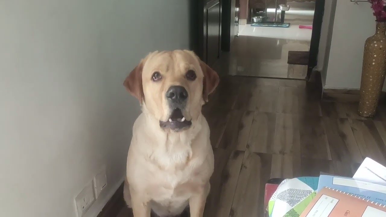 Labrador MILO angry reaction for not giving him food😳