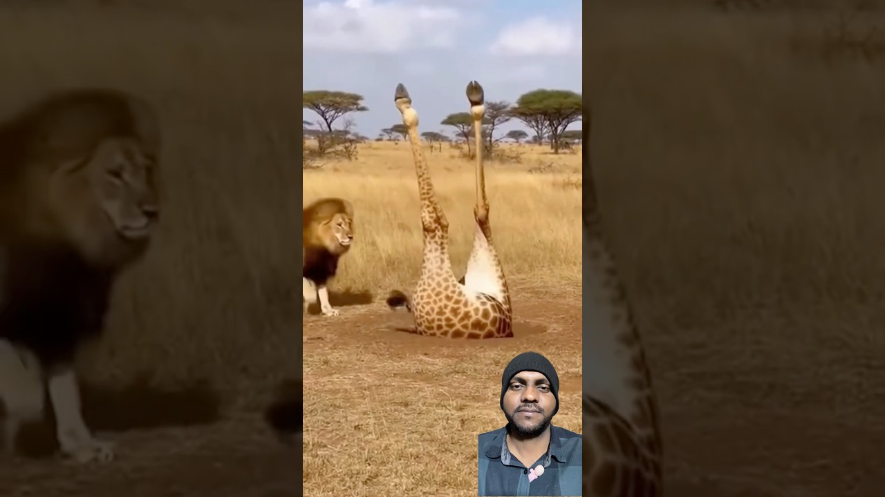 Giraffe and Lion Funny Moment. 