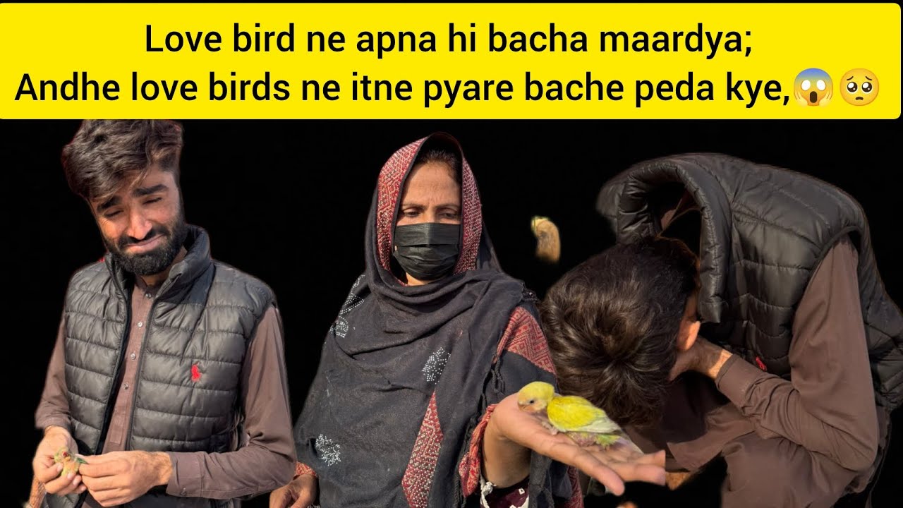 Love bird ne apna hi bacha maardya;Andhe love birds ne itne pyare bache peda kye,😱🥺