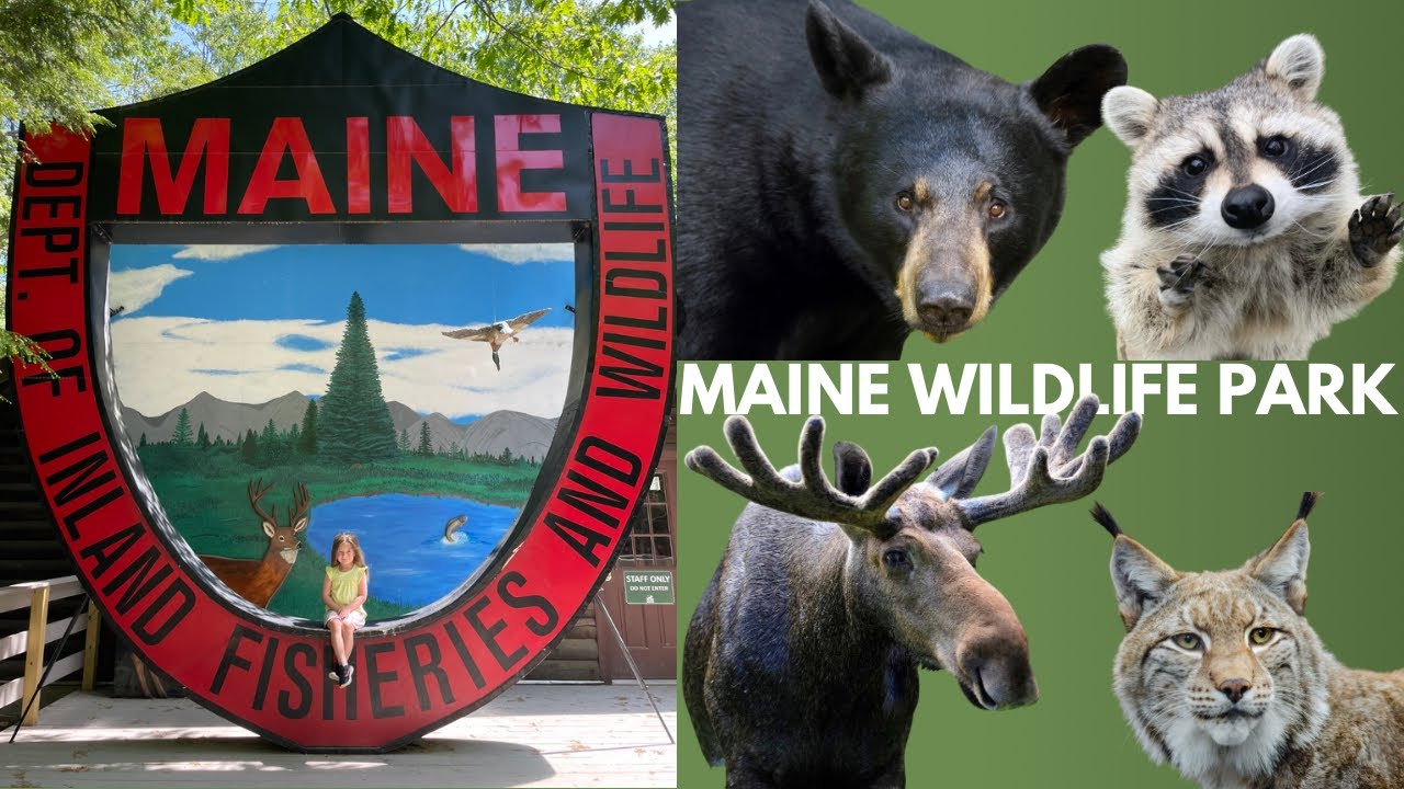 Visiting the Maine Wildlife Park | Feeding Fish | Spotting Moose, Bear, Whitetail Deer, and More!
