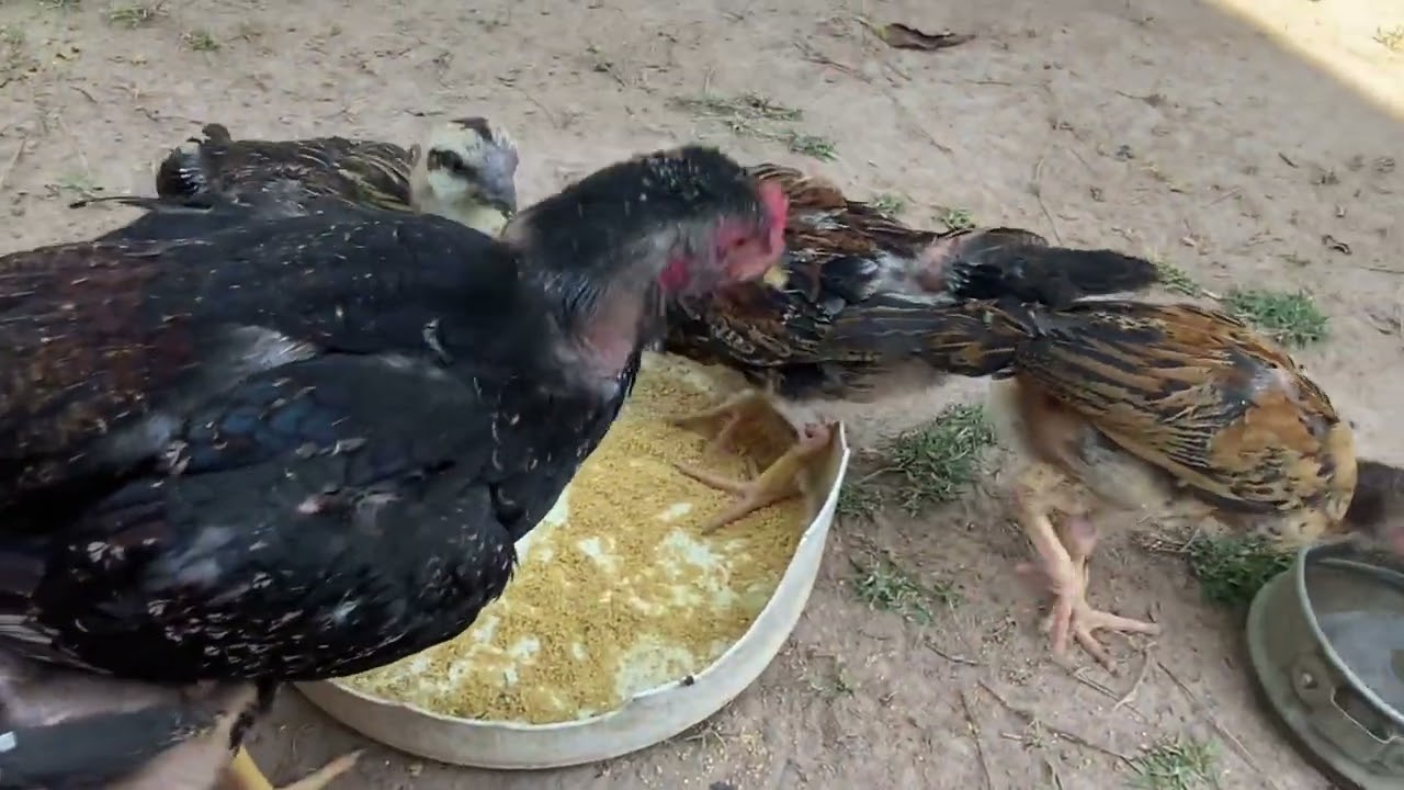 គ្រួសារមាន់/ សេចក្ដីសុខសាន្ដខាងផ្លូវចិត្ត🐓🐓🥰🥰