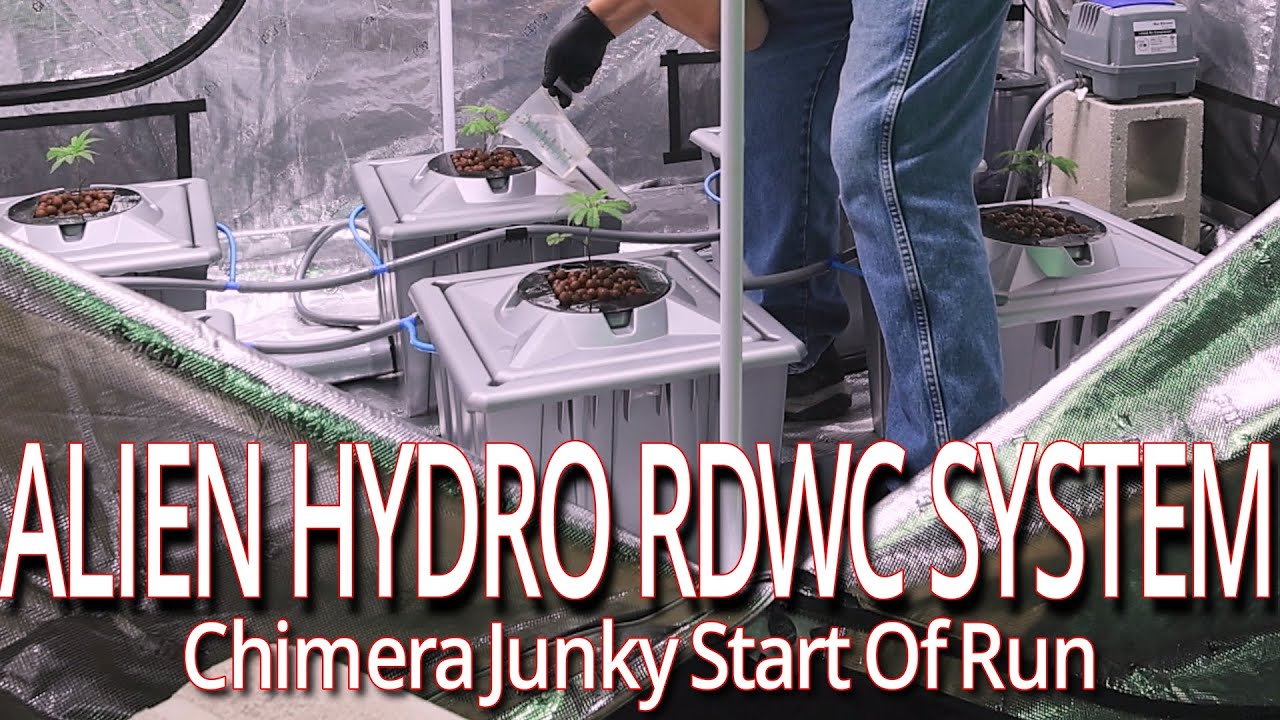 Alien Hydro RDWC System, Chimera Junky Start Of Run