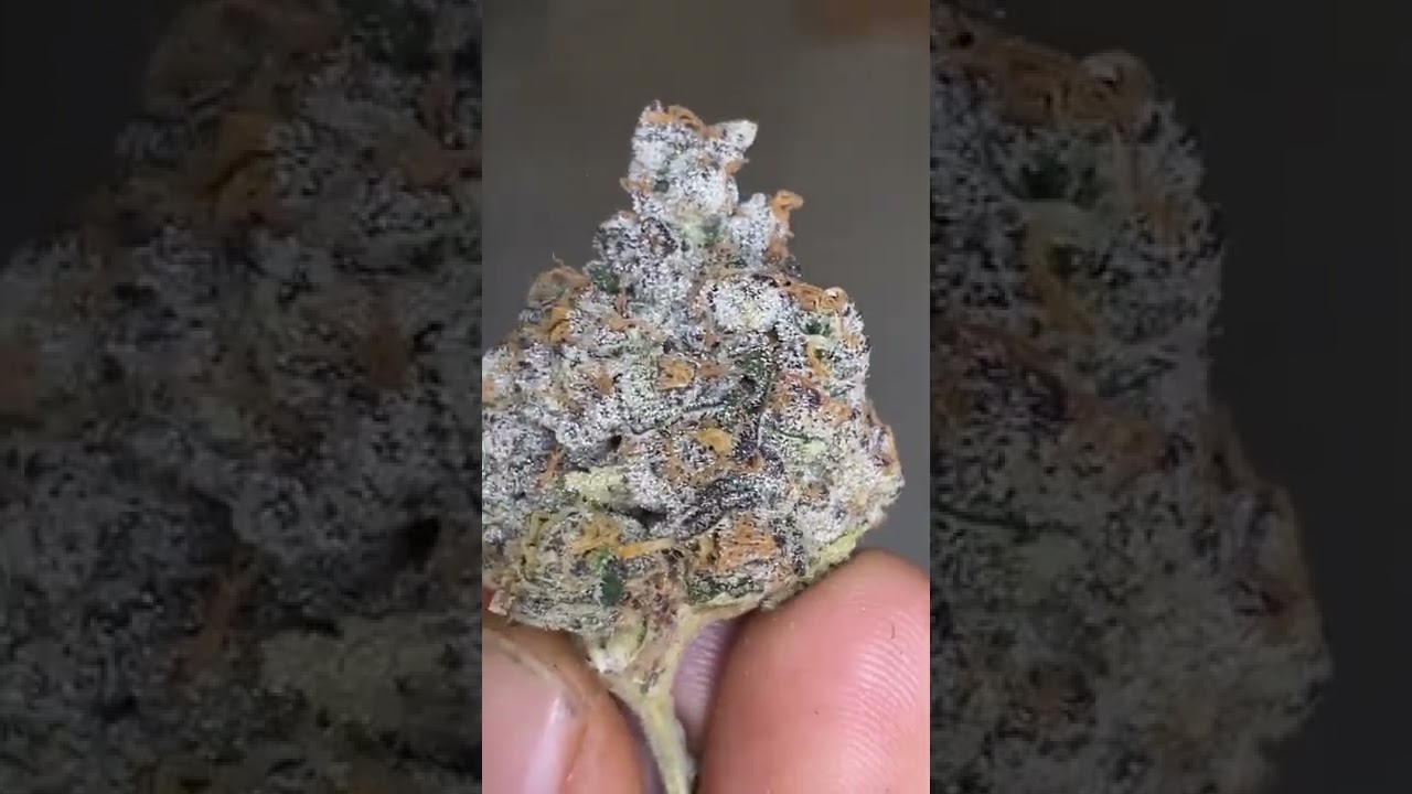 Pancakes (cookie&rsquo;s cut ) x Red Velevet - cookies x Grandiflora Genetics