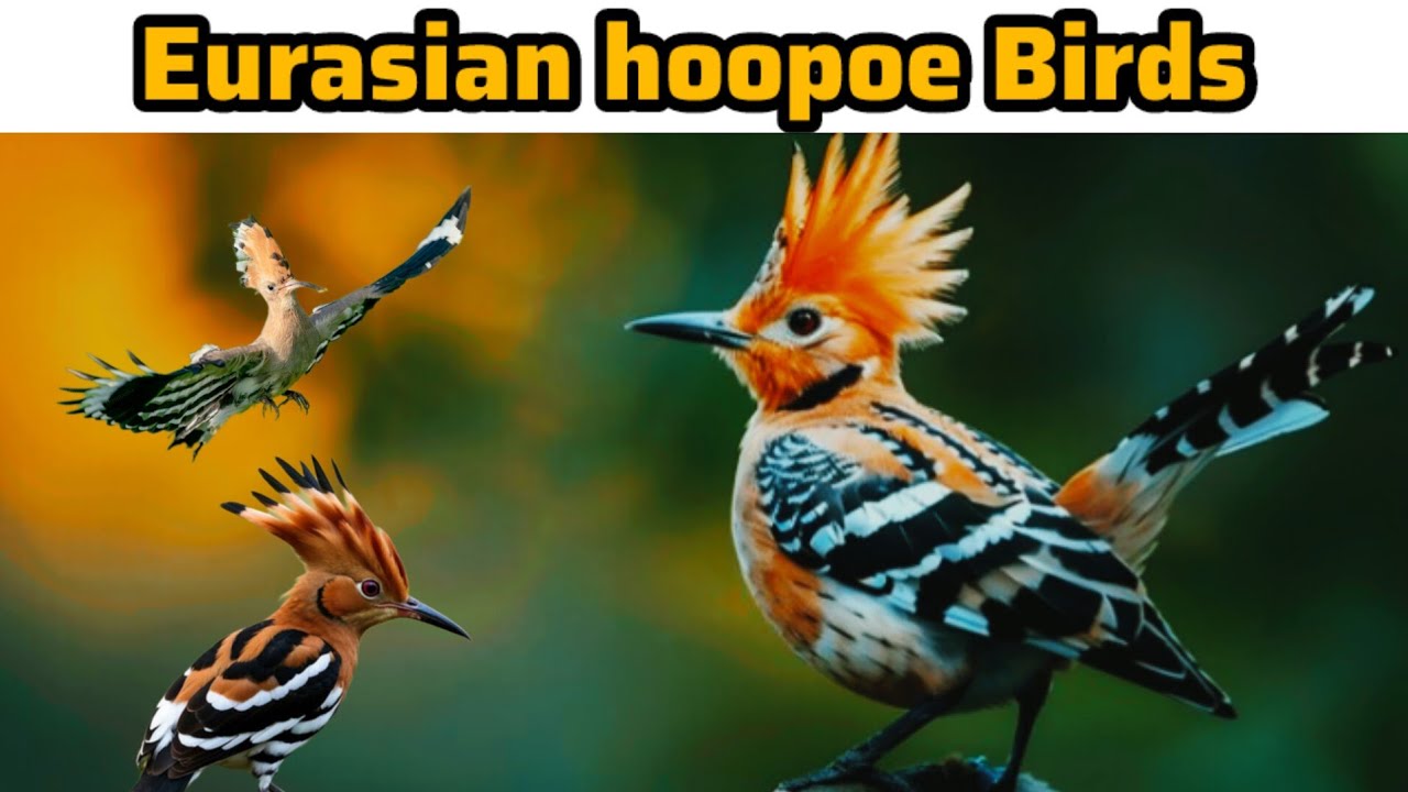 Eurasian hoopoe Bird | Hoopoes are particularly enthusiastic foragers of animal