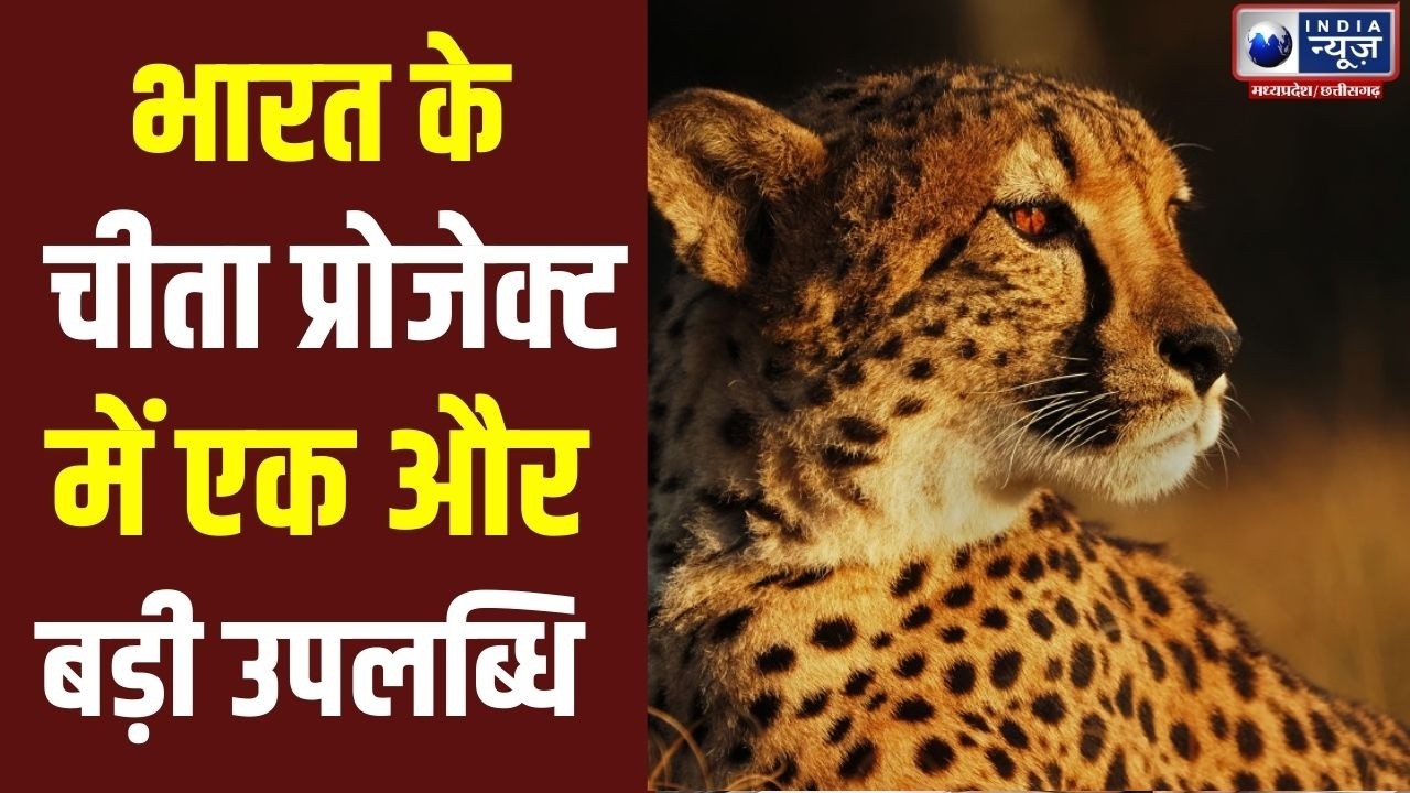 Botswana: ग्वालियर एयरपोर्ट से एयरलिफ्ट किए गए चीते | Kuno National Park
