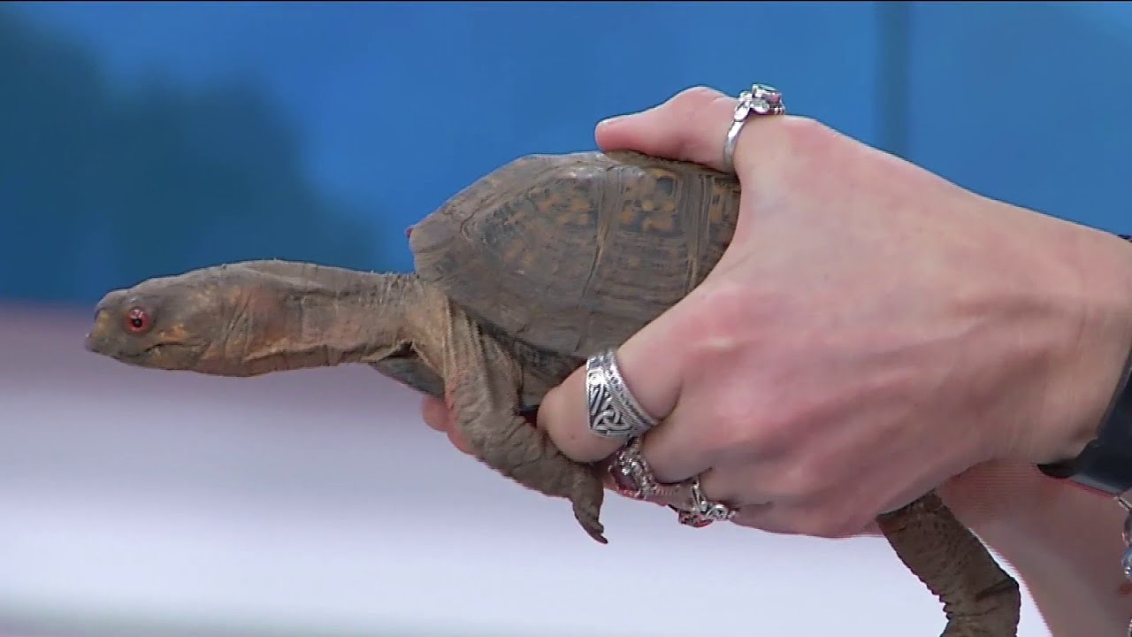 Wild Wednesday: Box Turtles