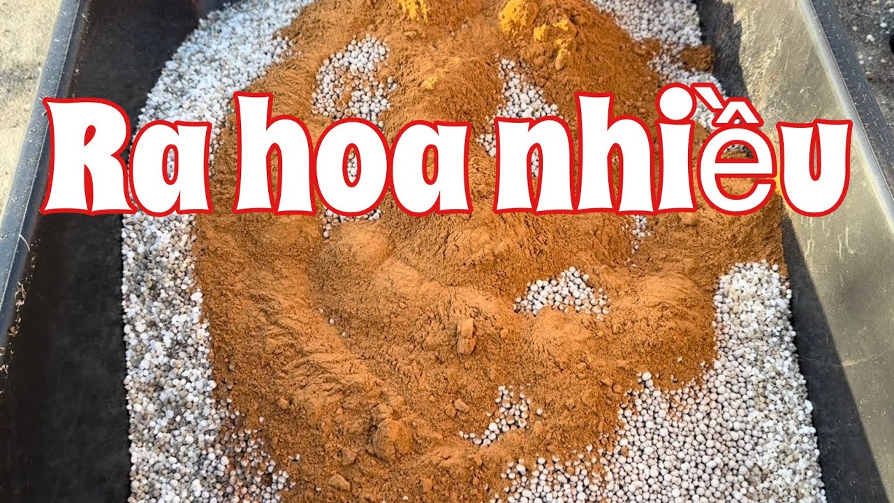 Cách làm siêu phân cho cây ăn trái ra hoa ra quả nhiều | How to make super bloom fertilizer