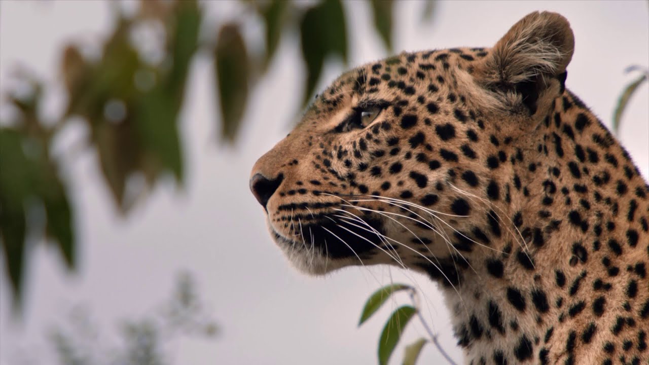 откъс от Леопардът с нефритения поглед | Месец на Големите Котки | NG Wild Bulgaria