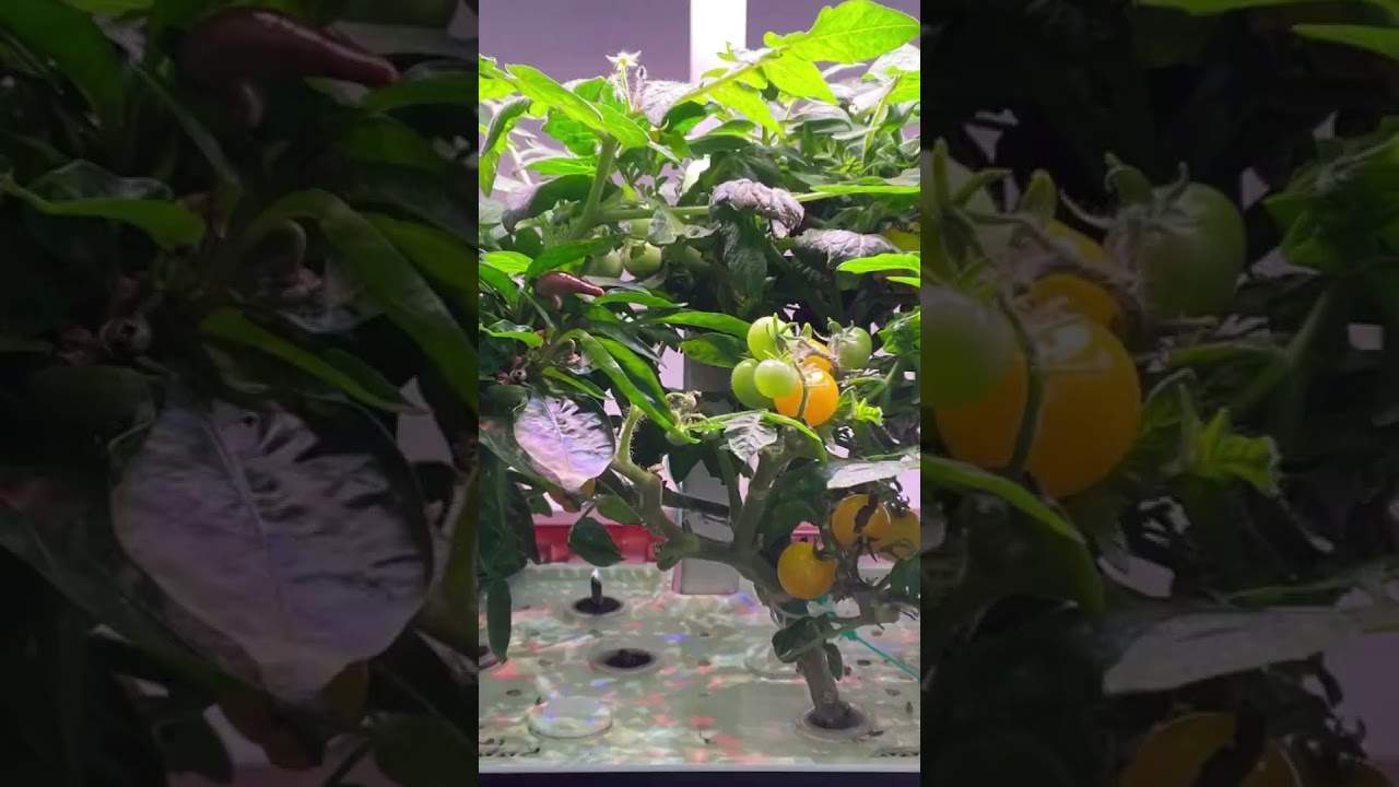 🌿Marvelous Spider Farmer Smart G12 Hydroponics Growing System Grow Diary! 🌿
