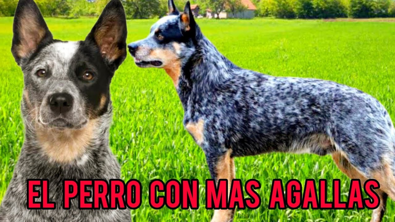 El Super Ganadero Australiano!