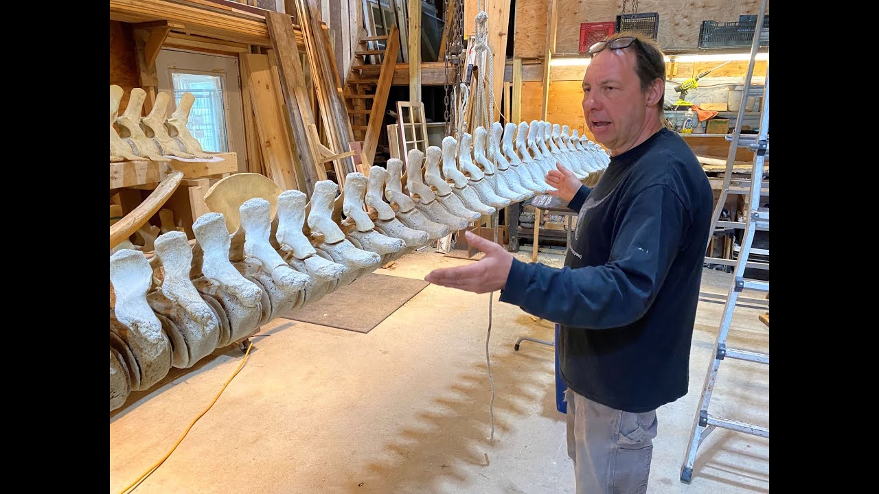 Dan DenDanto and the Maine State Museum's Whale Exhibit