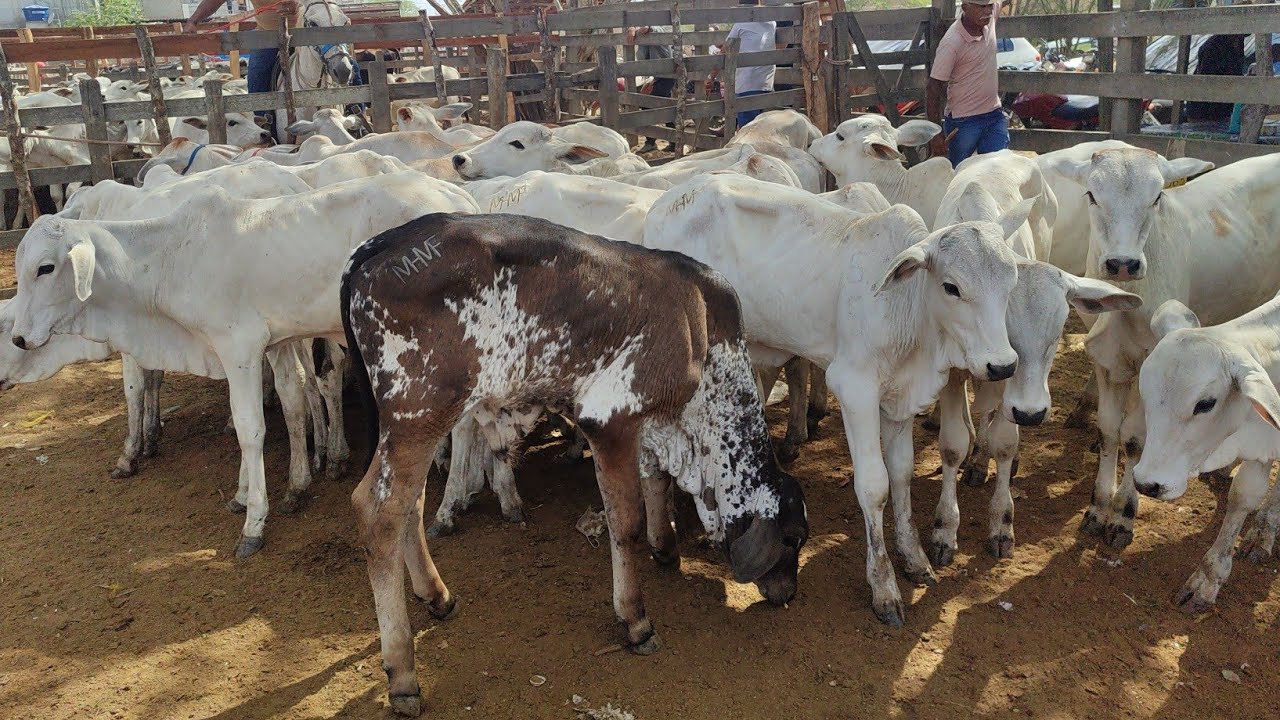 Feira de gado de Cachoeirinha-PE 05/02/26