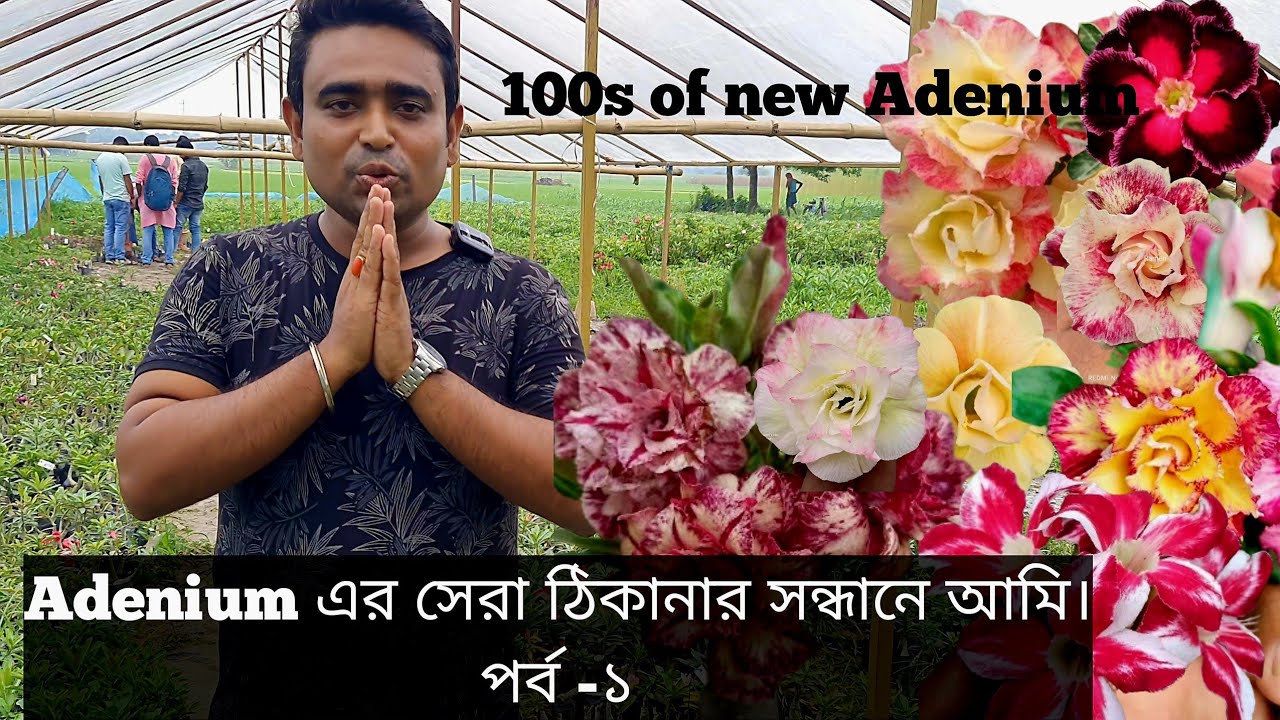 In Serch of Best Adenium Nursery, Part - I