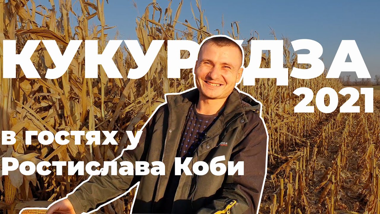 Кукурудза 2021 на Полтавщині. В гостях у Ростислава Коби. Гібриди ДМС 3111, ДМС Гроно, ДМ Ліберті