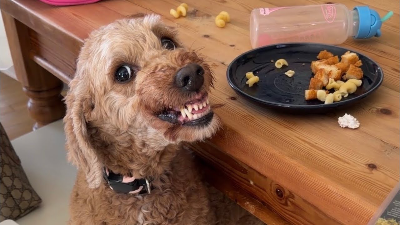 Death Sentence Denied : Balanced Training Saves Lives | Resource Guarding Goldendoodle