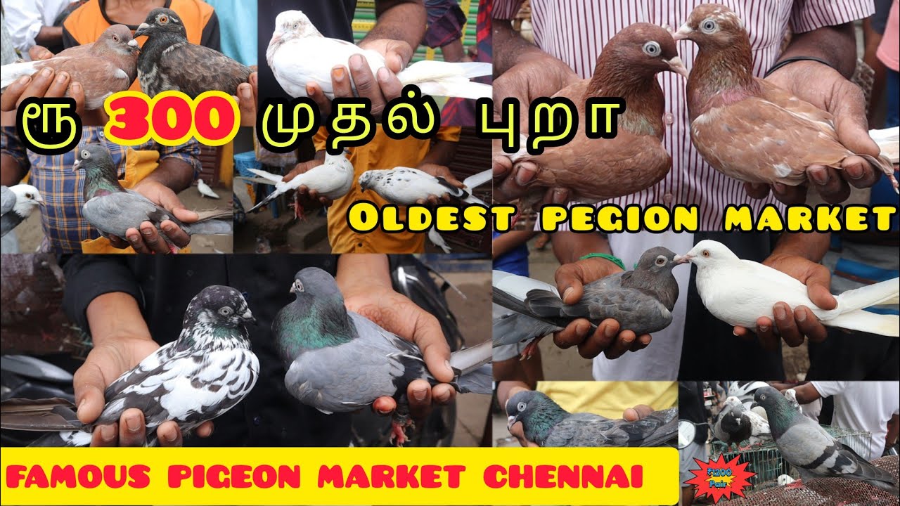 Pura_Market|Chennai_Pet_Market|Broadway_Pet_Market|Kozhi_Market|Pet_Market| #புறா #pura #கர்ணபுறா