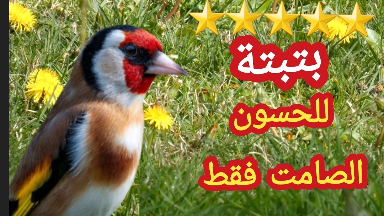 🔥هذه البتبتة خاصة بالحسون الصامت #ستستات رهيبة  في تحفيز الحسون الصامت 