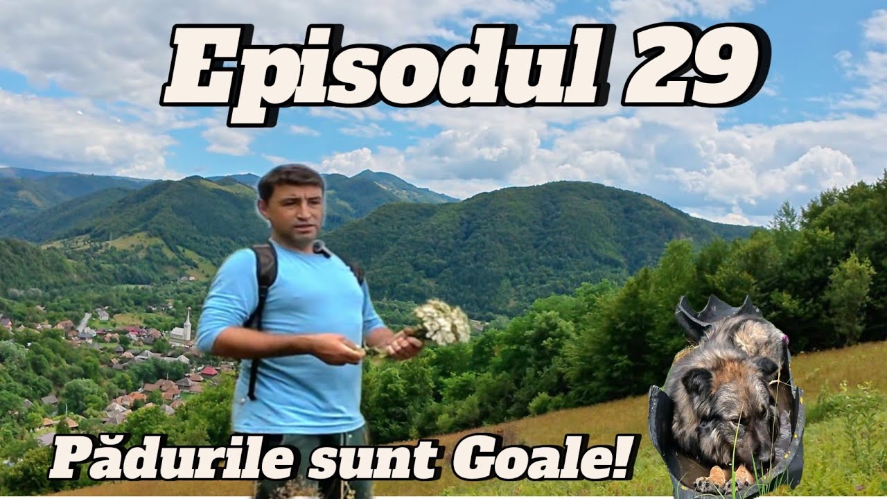 SECETA NE-A LĂSAT PĂDUREA GOALĂ – FĂRĂ CIUPERCI ÎN APUSENI | VIAȚA LA MUNTE EP. 29