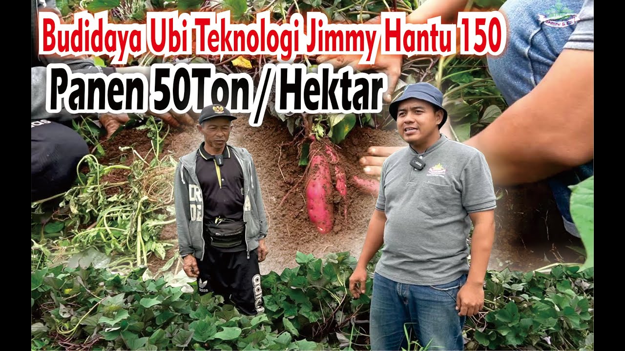 BUDIDAYA UBI HANTU PLASMA CIANJUR - Jimmy Hantu Foundation (Petani Berdasi)