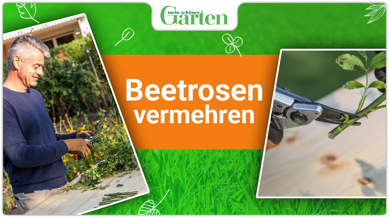 Beetrosen vermehren: So klappt&rsquo;s mit Steckh&ouml;lzern