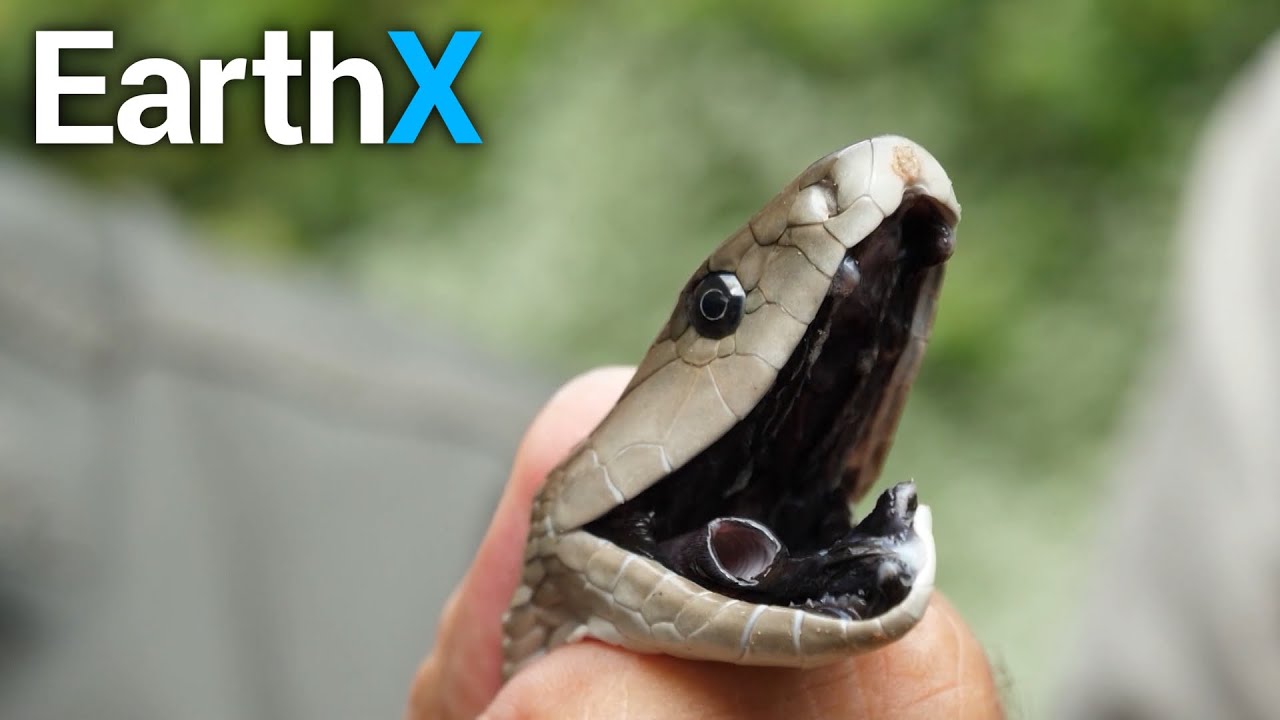 CRAZY! Mamba Eating a Rat WHOLE | Snake Season | EarthX