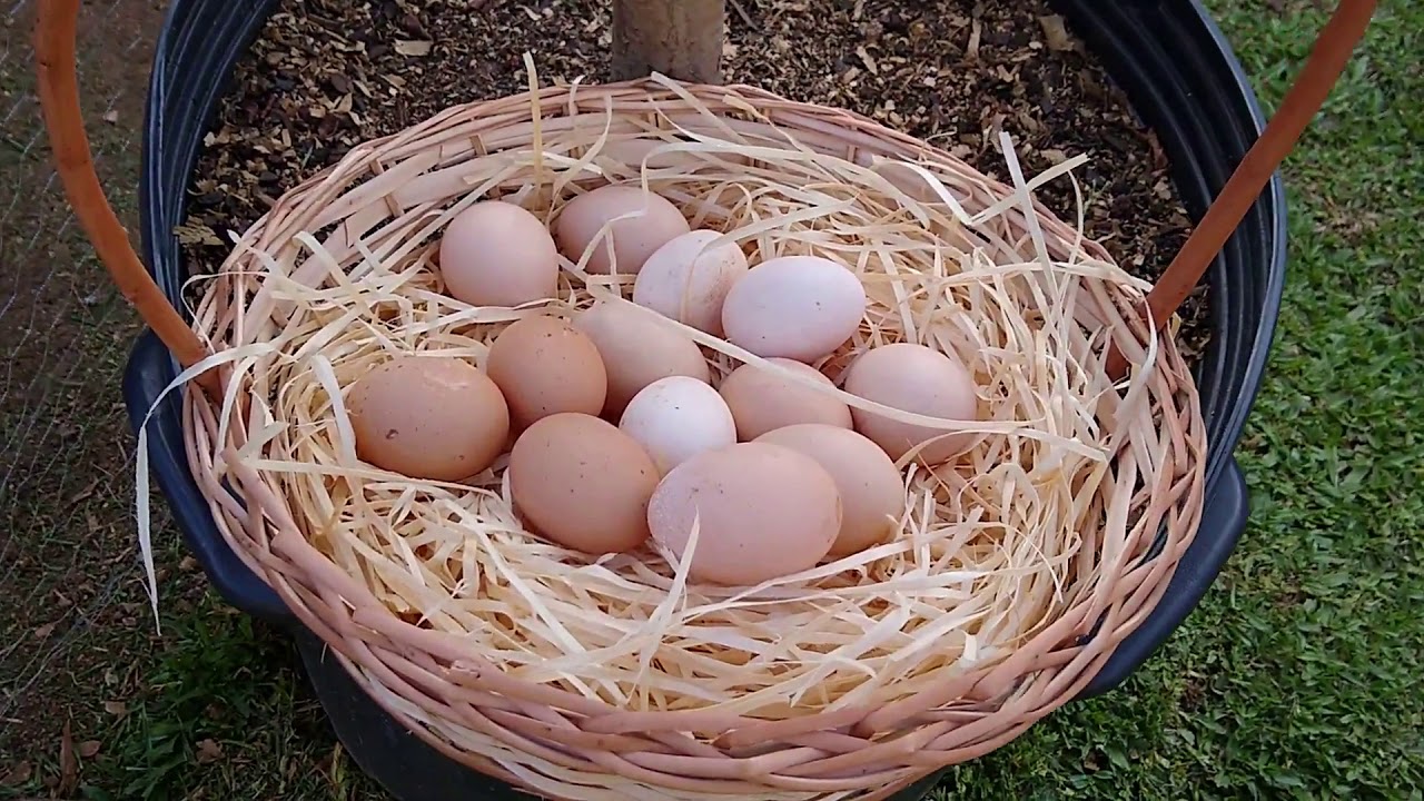 Galinheiro e Horta Em Quintal Pequeno