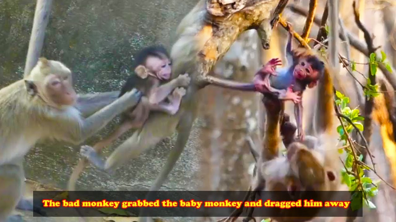 The bad monkey caught the baby monkey, the baby monkey cried and called its mother to come save it.