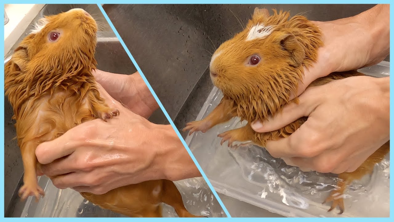 Guinea pig pees to protest bath time