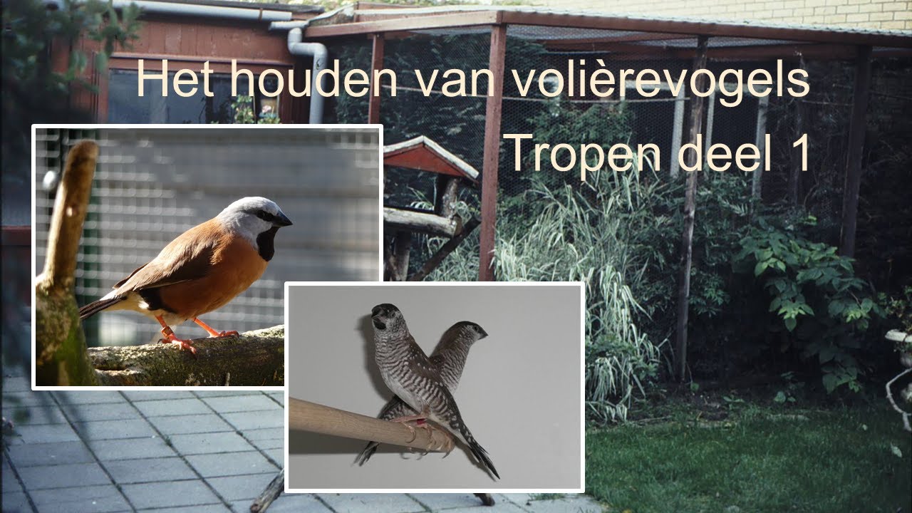 Vogelpraat van en voor vogelliefhebbers, Tropische vogels prachtvinken deel 1