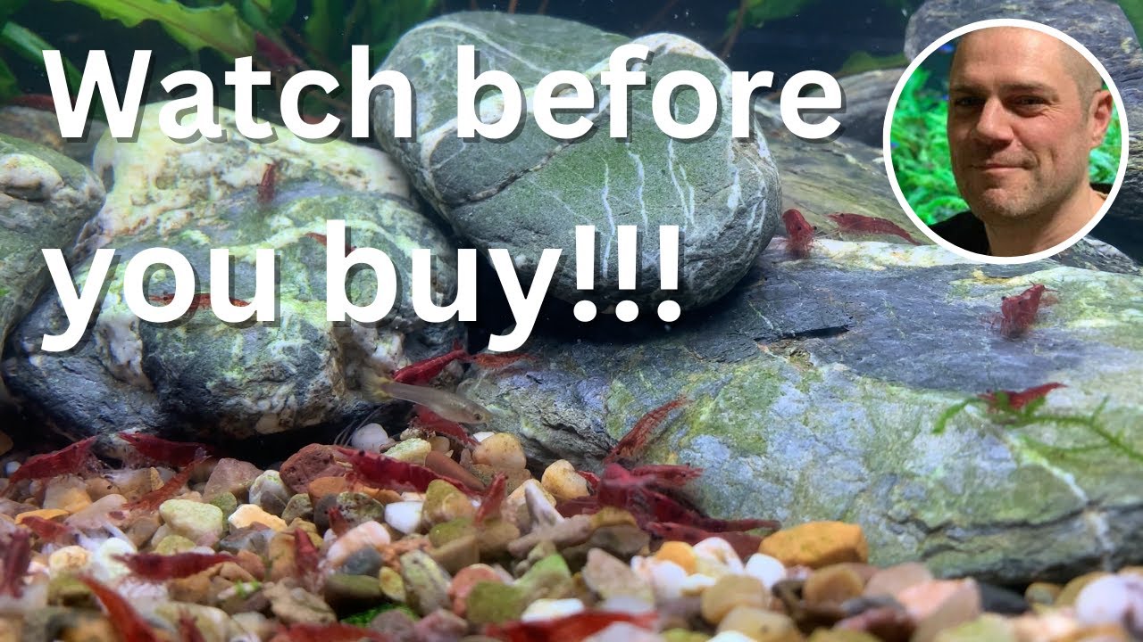 5 Essential Red Cherry Shrimp Buying Tips - WATCH THIS BEFORE YOU BUY YOUR NEXT SHRIMP!