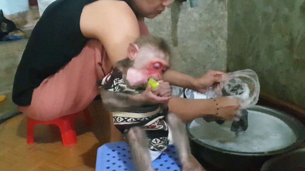 Baby monkey Bob sat obediently eating fruit waiting for Mom to do housework