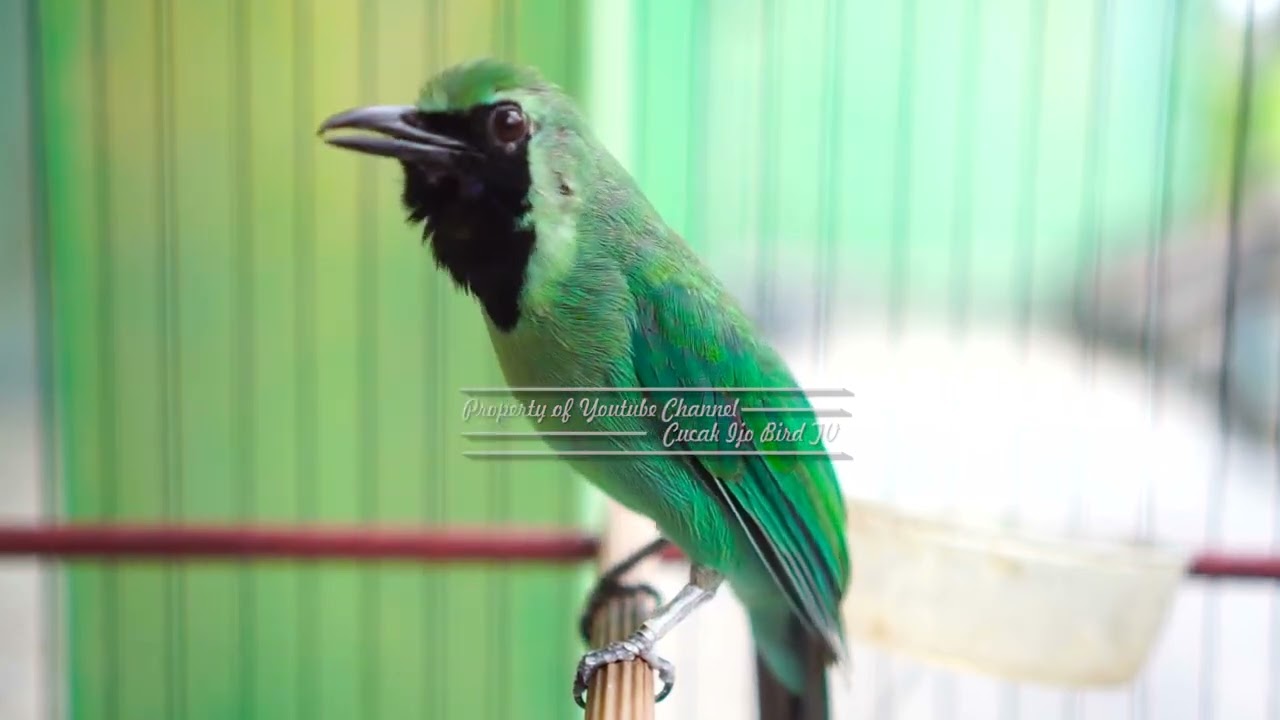 Cucak Ijo Gacor Full Isian dan Tembakan Ngeplong! Jadikan Cucak Hijau Lain Auto Emosi Tarung