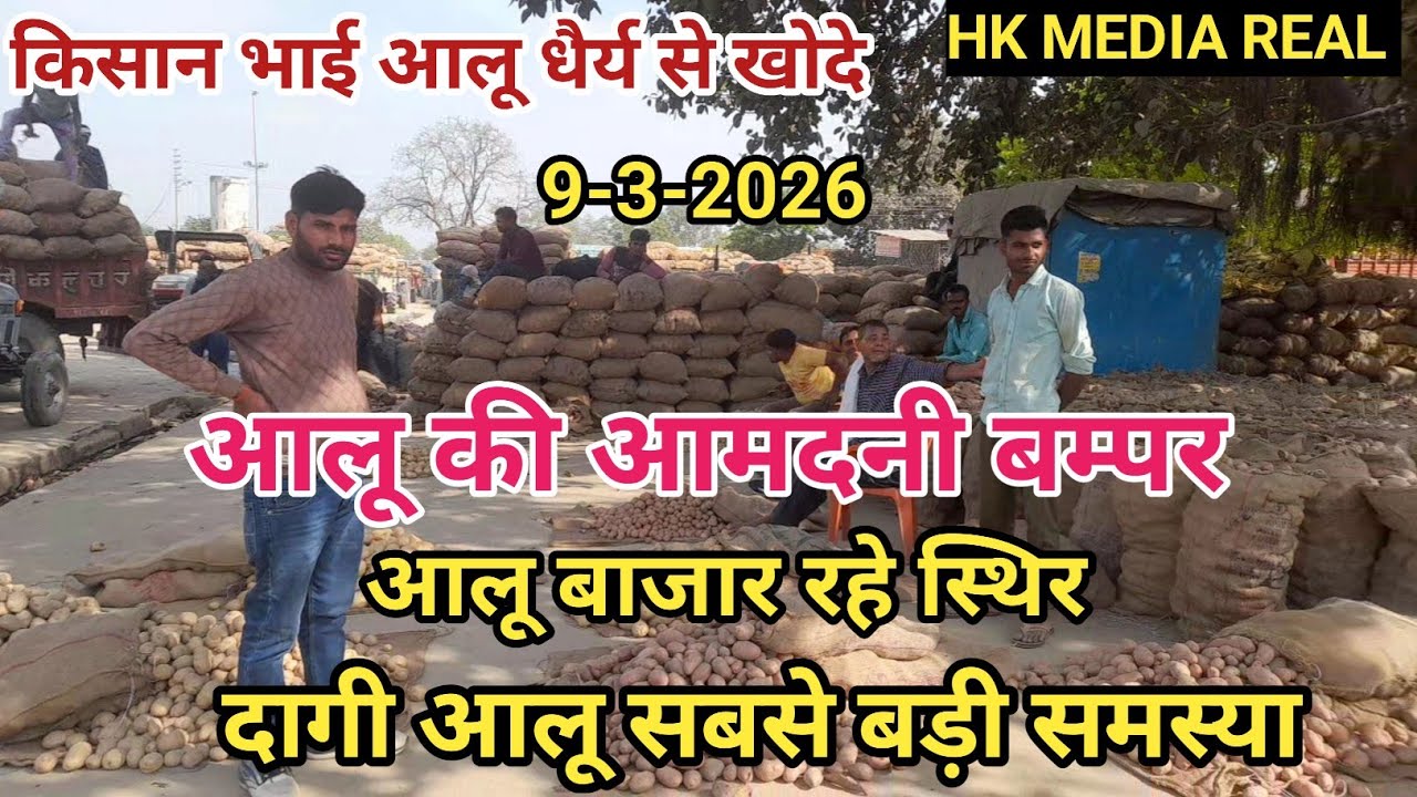 9- मार्च-2026- आलू की आवक बम्पर, आलू बाजार रहे स्थिर, दागी आलू सबसे बड़ी समस्या, छिबरामऊ आलू मंडी