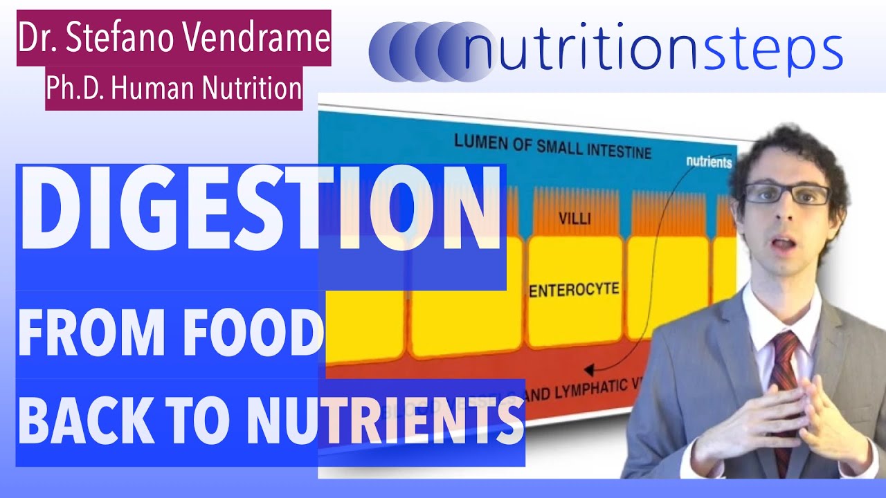 From Food Back To Nutrients: The Digestive Process