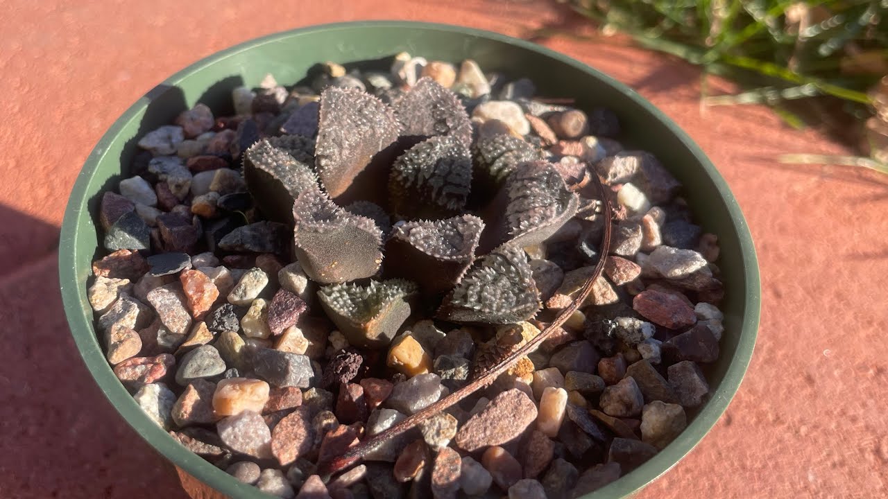 HAWARTHIA, CONOPHYTUM CALCULUS, CONOPHYTUM BILOBUM, DINTERANTHUS VANZYLII AND MORE