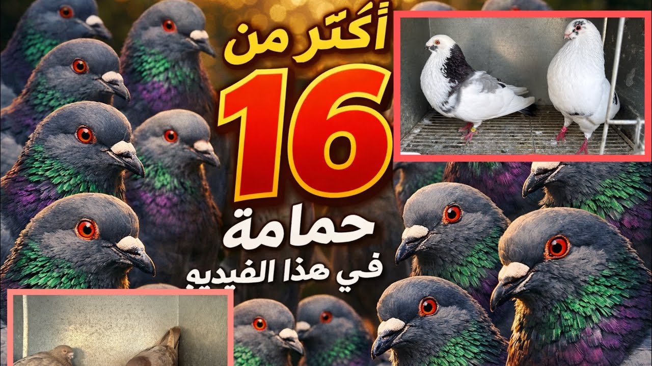 اكتر من 16 حمامة👌 في المستوى الجميل💯 تبارك الرحمن