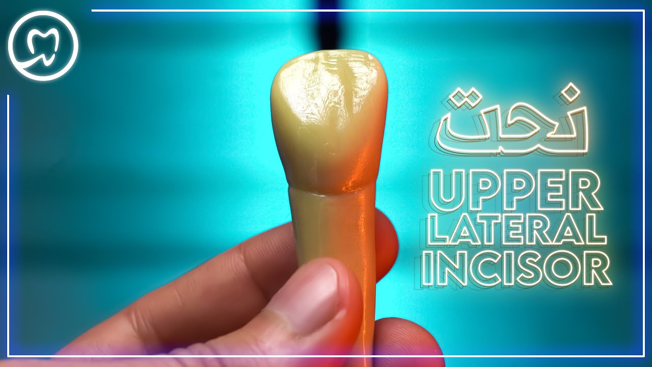 نحت القاطع الجانبي العلوي خطوة بخطوة | Upper Lateral Incisor Tooth Carving