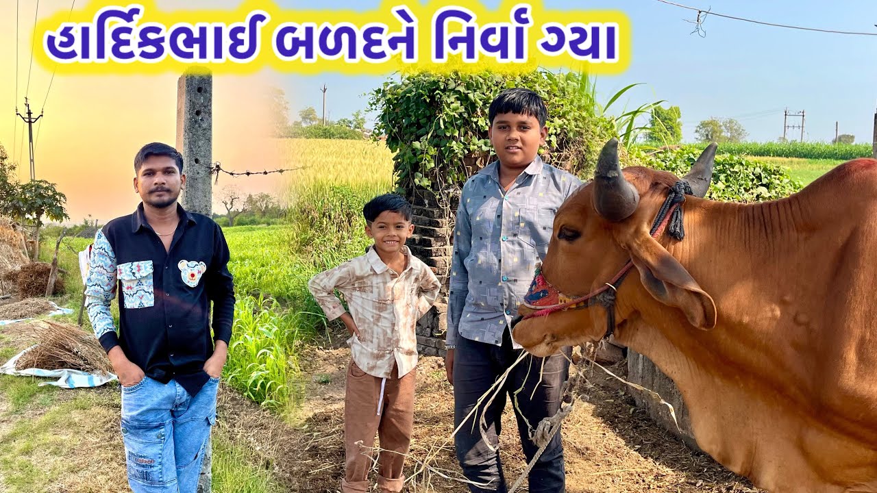 હાર્દિકભાઈ બળદને નિર્વા ગ્યા Hārdikabhā'ī baḷadanē nirvā gyā હાર્દિક બળદને નીણ પૂરો કરે