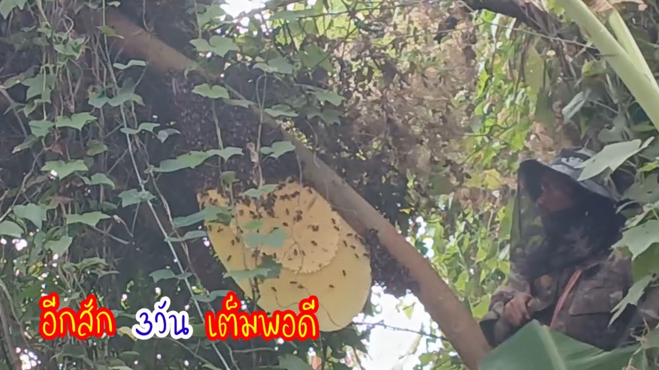 Ep4 มือใหม่หัดตีผึ้งหลวง