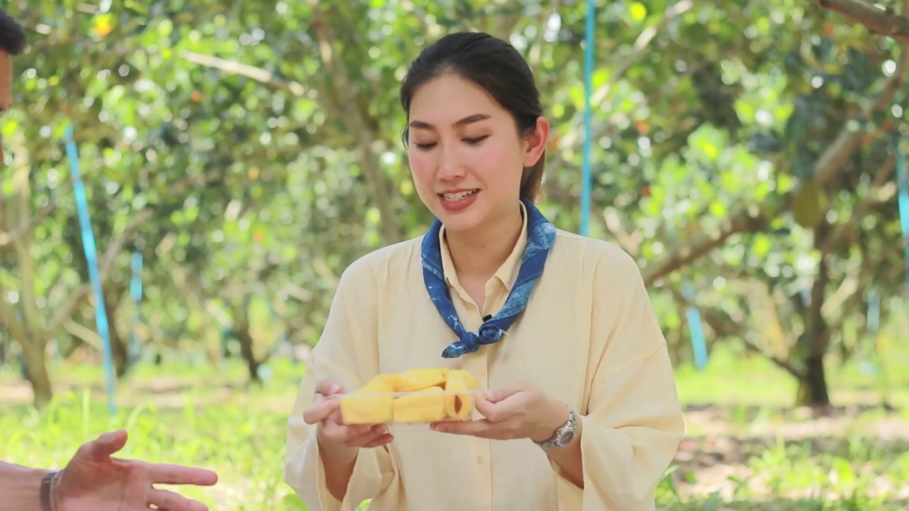 ทองประเสริฐ ... ขนุนพันธุ์ดี ที่ เมืองชลฯ
