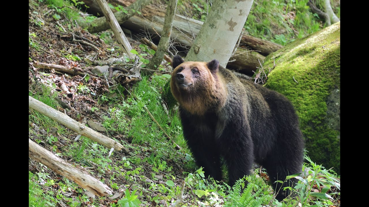 ヒグマのビッグママ２年振りに降臨か！