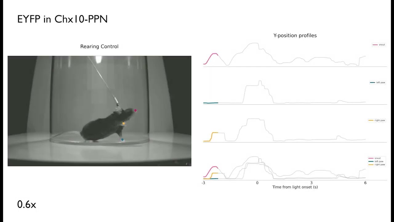 Optogenetic activation of Chx10-PPN neurons