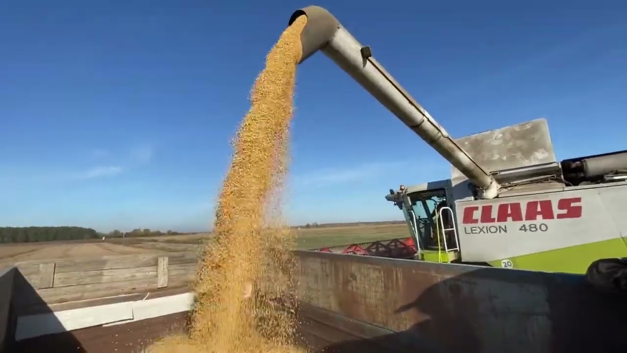 Молотимо Сою Адельфія. Комбайн Class Lexion 480.