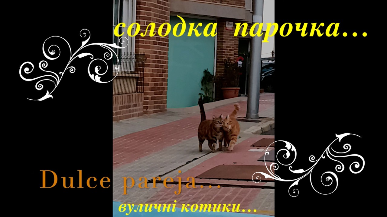 Dulce pareja   солодка парочка!!!
