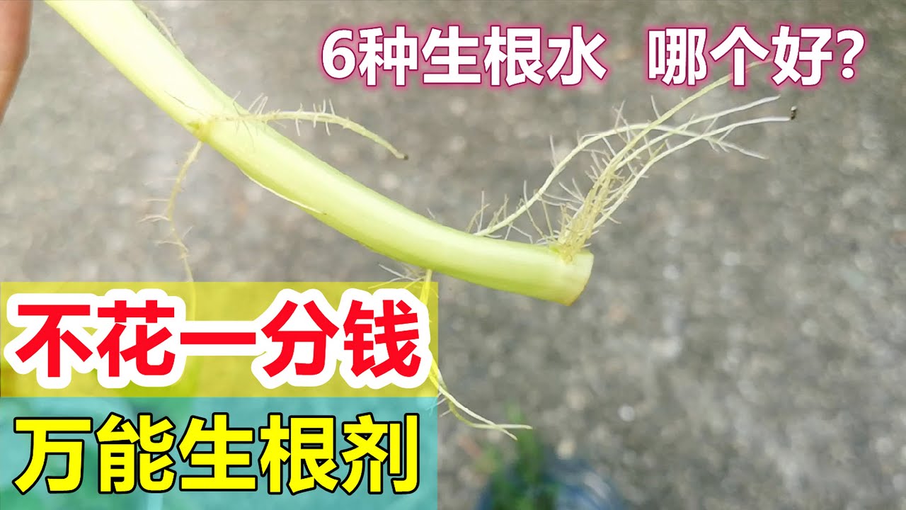 不要钱的生根剂, 6种扦插生根水比较 6 homemade rooting hormones
