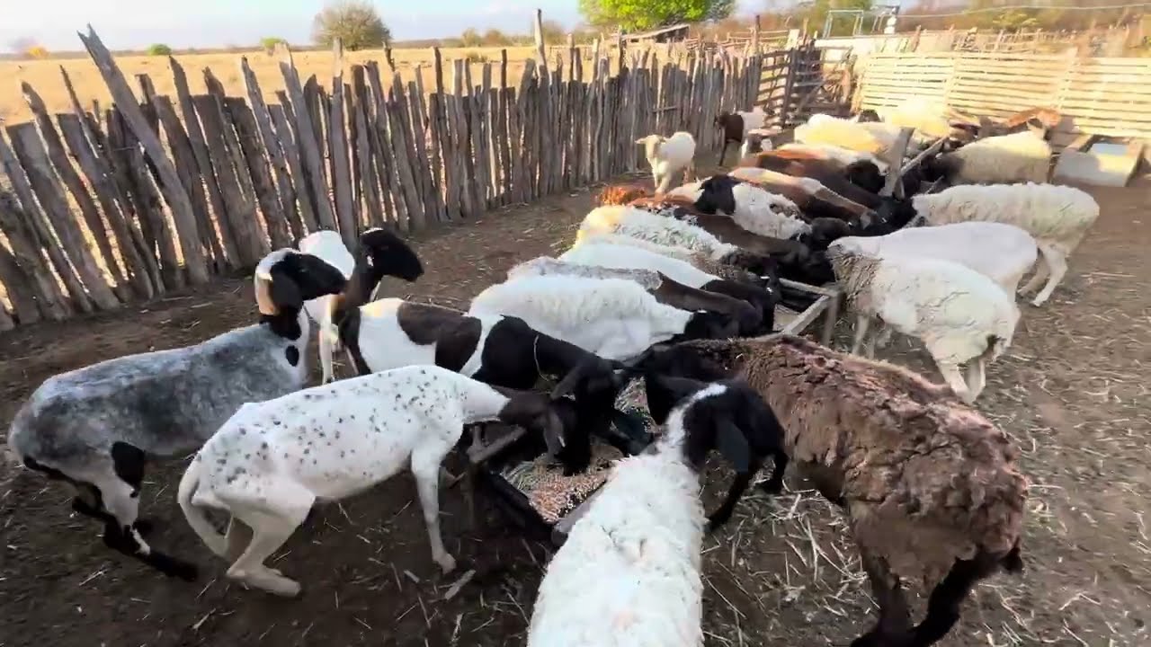 CHUVAS CHEGARAM, VEJA AS MUDANÇAS QUE ESTAMOS FAZENDO EM NOSSA ROÇA PARA O INVERNO | OVINO NO SERTÃO