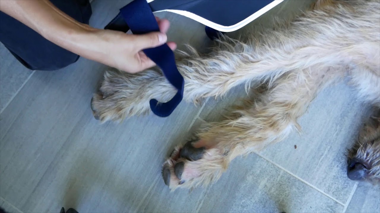 Balto Splint - Dog carpal brace - how to fit it/measure