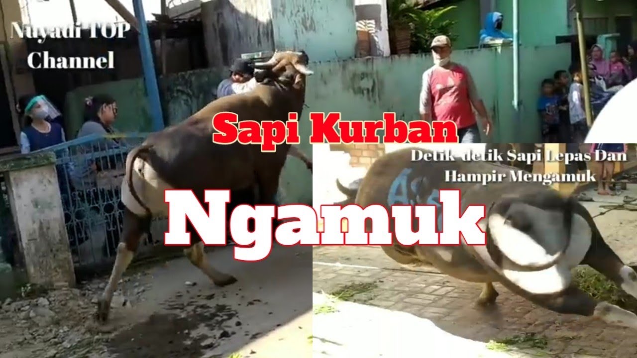 Sapinya Galak ll Perayaan hari raya haji 2020 di Sumatera Selatan