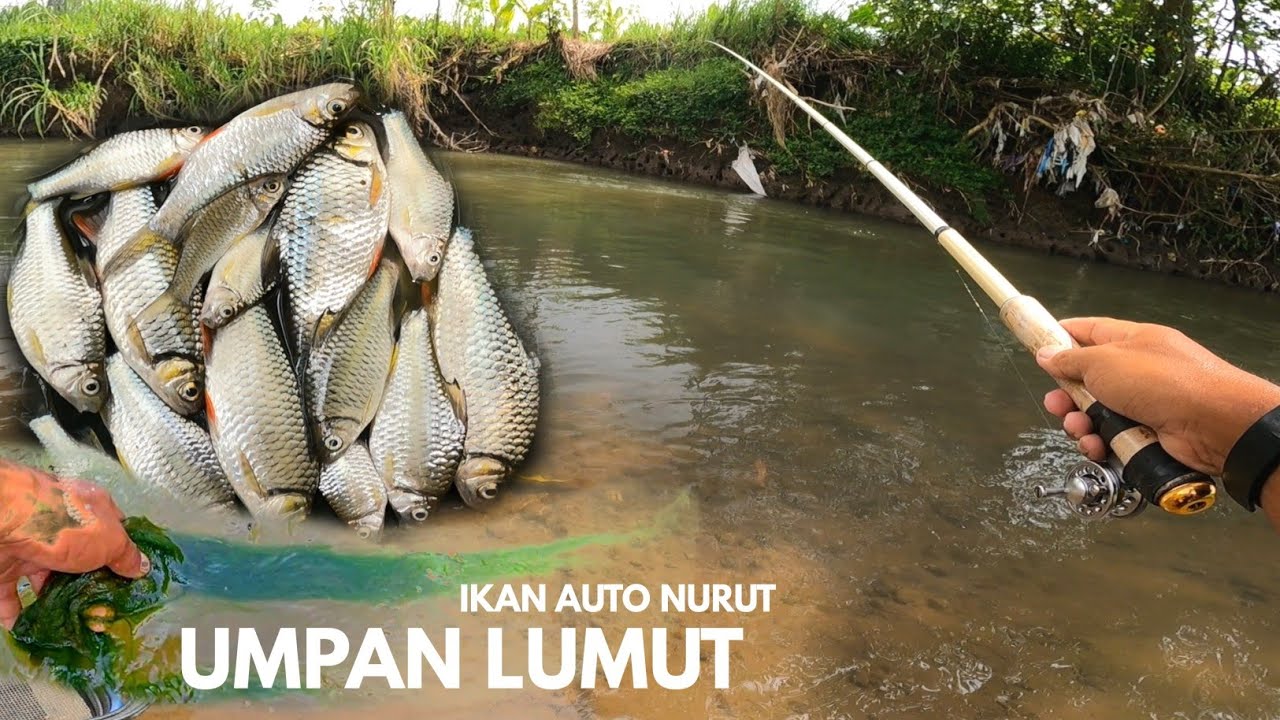 TERBUKTI‼️UMPAN LUMUT MEMANG AMPUH BUAT MANCING IKAN WADER KEPEK